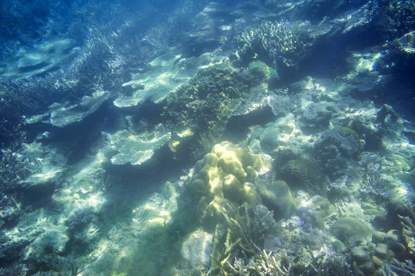 Snorkling utforska undervattens utsikt-vackra undervattens horn Carol rev på havs bottnen, närbild — Stockfoto