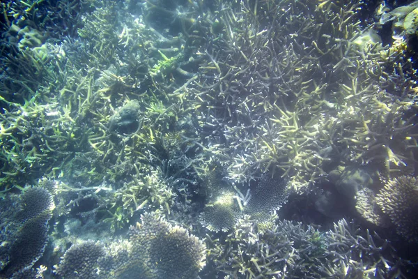 Snorkling utforska undervattens utsikt-vackra undervattens horn Carol rev på havs bottnen, närbild — Stockfoto