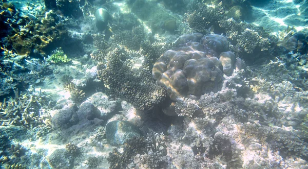 Snorkelen Exploring Underwater View-prachtige onderwater gewei Carol Reef op de zeebodem, close-up — Stockfoto