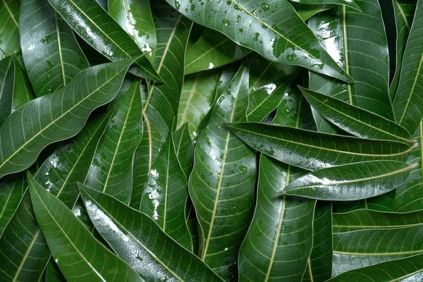 Mango leaves background, beautiful fresh green group with clear leaf vein texture detail, copy space, top view, close up, macro. Tropical concept.