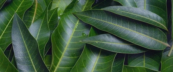 Mango hojas de fondo, hermoso grupo verde fresco con detalle de textura de vena de hoja clara, espacio de copia, vista superior, primer plano, macro. Concepto tropical . — Foto de Stock