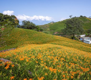 Tayvan Hualien Fuli mavi gökyüzü ve bulut ile Liushidan dağ (Sixty Rock Mountain) güzel turuncu daylily çiçek çiftliği, yakın, uzay kopyalamak