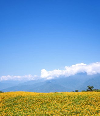 Tayvan Hualien Fuli mavi gökyüzü ve bulut ile Liushidan dağ (Sixty Rock Mountain) güzel turuncu daylily çiçek çiftliği, yakın, uzay kopyalamak