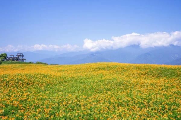Bonita fazenda de flores de lírio laranja na montanha Liushidan (Montanha Sixty Rock) com céu azul e nuvem em Taiwan Hualien Fuli, close up, espaço de cópia — Fotografia de Stock