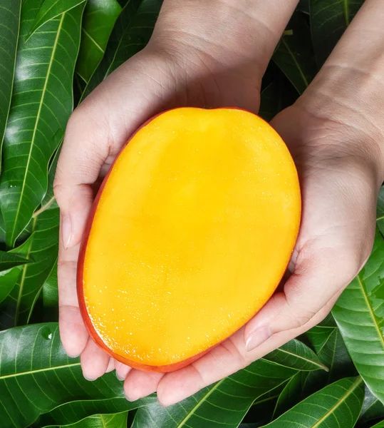 Woman hold a cut fresh juicy beautiful mango over green leaves background. Tropical harvest design concept, top view, close up, copy space, macro. — Stock Photo, Image