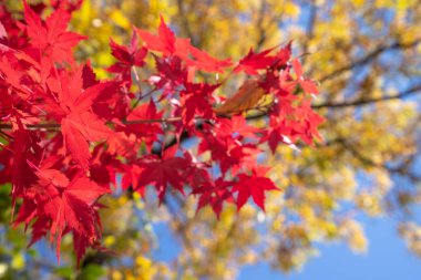 Güzel akçaağaç sonbaharda güneşli bir günde ön planda ve Japonya 'nın Kyushu şehrinde bulanık bir arka planda ayrılır. İnsan yok, kapat, boşluğu kopyala, makro çekim.