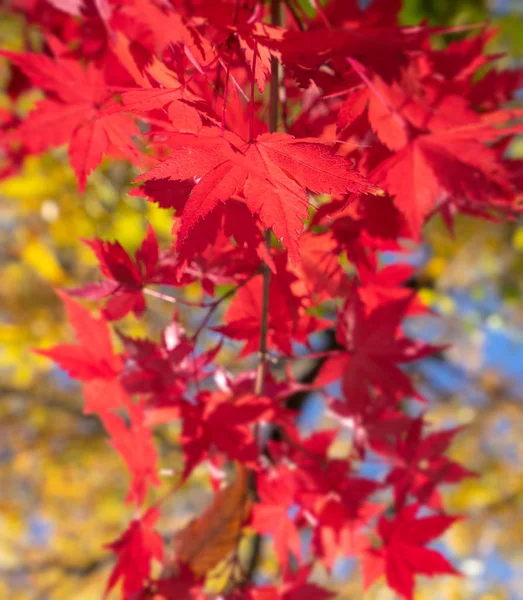 美丽的枫叶在秋天阳光明媚的日子里,在前景暗淡,背景模糊的九州,日本.没有人，关门，复制空间，宏观拍摄. — 图库照片