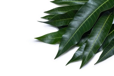 Yeşil taze mango beyaz arka plan, ayrıntılı olarak güzel damar dokusu izole yaprakları. Kırpma yolu, kesip, kapatmak, makro. Tropikal konsept.