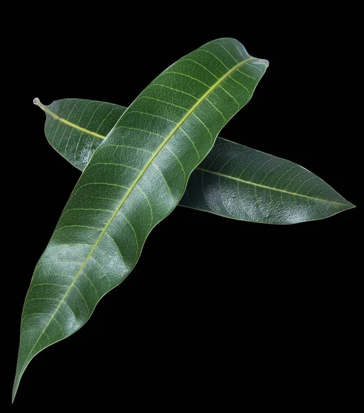 Green fresh mango leaves isolated on black background, beautiful vein texture in detail. Clipping path, cut out, close up, macro. Tropical concept. — Stock Photo, Image