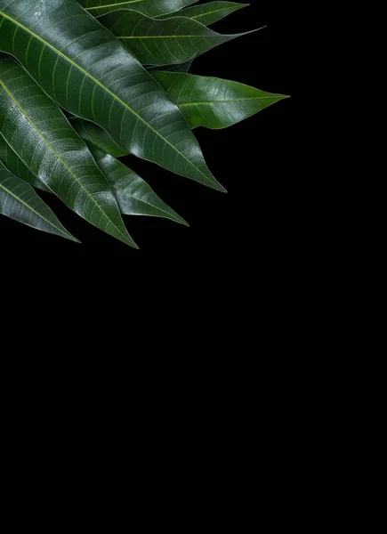 Feuilles de mangue fraîches vertes isolées sur fond noir, belle texture veineuse en détail. Couper le chemin, découper, fermer, macro. Concept tropical . — Photo