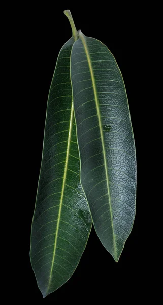 Mangga hijau segar daun terisolasi pada latar belakang hitam, tekstur vena yang indah secara rinci. Memotong jalur, memotong, menutup, makro. Konsep tropis . — Stok Foto