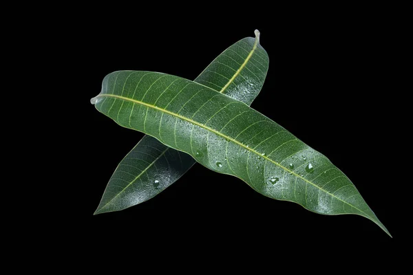 Hermosas hojas de mango verde aisladas sobre fondo negro con gotas de agua en detalle. Recortar ruta, cortar, cerrar, macro. Concepto tropical . — Foto de Stock