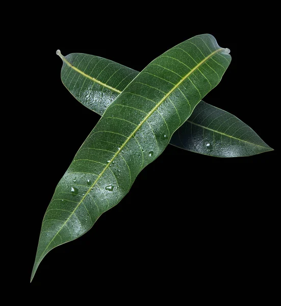 Belas folhas de manga verde isoladas no fundo preto com gotas de água em detalhes. Cortar caminho, cortar, fechar, macro. Conceito tropical . — Fotografia de Stock