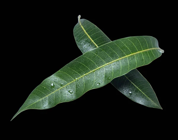 Belas folhas de manga verde isoladas no fundo preto com gotas de água em detalhes. Cortar caminho, cortar, fechar, macro. Conceito tropical . — Fotografia de Stock