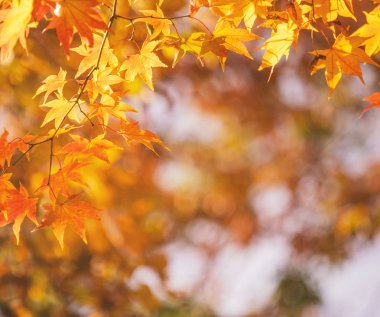 Güzel akçaağaç sonbaharda güneşli bir günde ön planda ve Japonya 'nın Kyushu şehrinde bulanık bir arka planda ayrılır. İnsan yok, kapat, boşluğu kopyala, makro çekim.