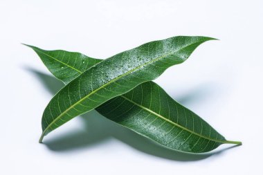 Güzel yeşil mango detaylı su damlaları ile beyaz arka planda izole yaprakları. Kırpma yolu, kesme, kapat, makro. Tropikal konsept.