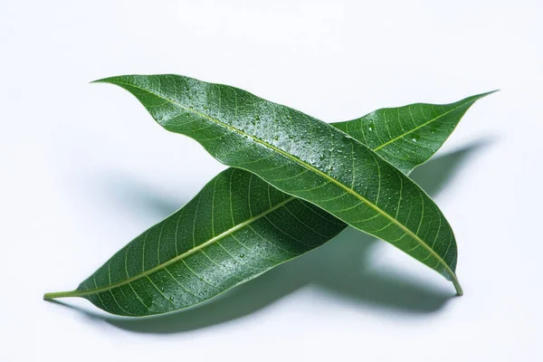Belas folhas de manga verde isoladas no fundo branco com gotas de água em detalhes. Cortar caminho, cortar, fechar, macro. Conceito tropical . — Fotografia de Stock