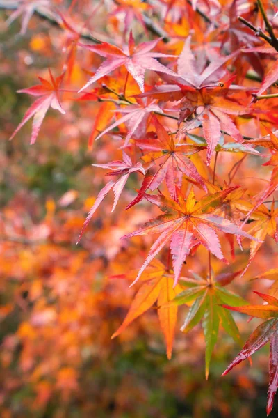 Piękne liście klonu jesienią słoneczny dzień na pierwszym planie i rozmyte tło w Kyushu, Japonia. Bez ludzi, zbliżenie, przestrzeń do kopiowania, ujęcie makro. — Zdjęcie stockowe
