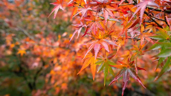 Piękne liście klonu jesienią słoneczny dzień na pierwszym planie i rozmyte tło w Kyushu, Japonia. Bez ludzi, zbliżenie, przestrzeń do kopiowania, ujęcie makro. — Zdjęcie stockowe