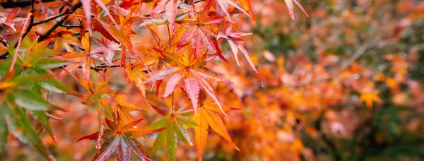 Piękne liście klonu jesienią słoneczny dzień na pierwszym planie i rozmyte tło w Kyushu, Japonia. Bez ludzi, zbliżenie, przestrzeń do kopiowania, ujęcie makro. — Zdjęcie stockowe