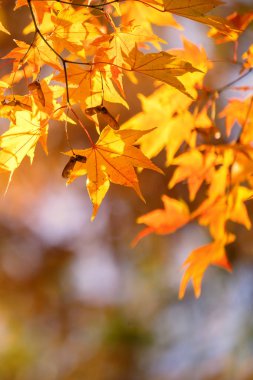 Güzel akçaağaç sonbaharda güneşli bir günde ön planda ve Japonya 'nın Kyushu şehrinde bulanık bir arka planda ayrılır. İnsan yok, kapat, boşluğu kopyala, makro çekim.