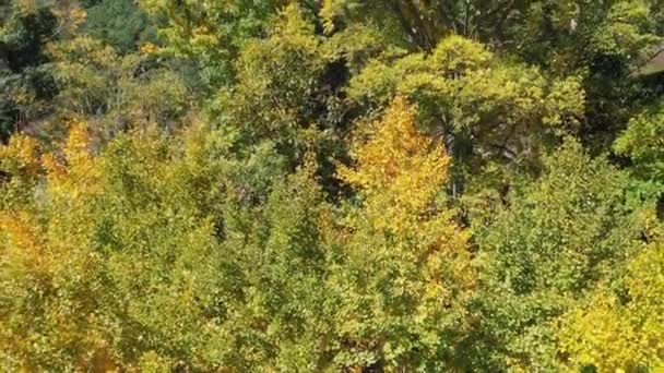 타이중의 초가을 시즌에 은행나무 비행하는 항공기는 녹색과 노란색 햇빛이 반으로 — 비디오