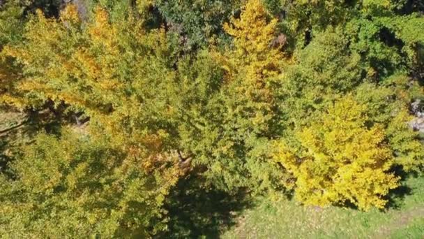台中市の秋の初めにイチョウの森の上空を飛行する空中ドローンは 半分の緑と黄色の葉と日光を浴びています 旅行4K — ストック動画