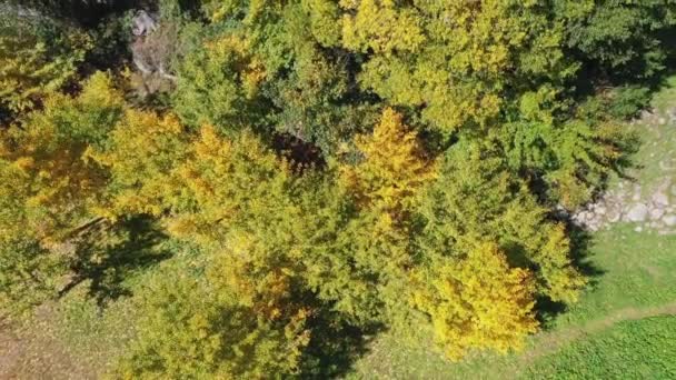 Aerial Drone Flyger Över Ginkgo Skog Början Höstsäsongen Taichung Taiwan — Stockvideo