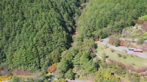 Inclinez la vue aérienne du drone de la forêt de pins conifères au début de la saison d'automne à Taichung, Taiwan avec une chaîne de montagnes en arrière-plan et à la campagne. 4K .