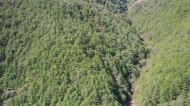 Panorama taichung erken sonbahar sezonunda kozalaklı çam ormanı havadan drone görünümü, Tayvan arka plan ve kırsal dağ sırası ile. 4k.