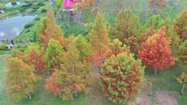 Panning View Aerial Drone Coniferous Pine Forest Early Autumn Season — Stock Video