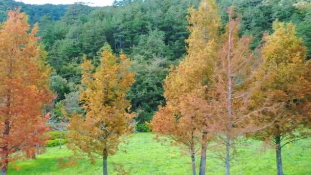 Vue Panoramique Drone Aérien Forêt Pins Conifères Début Saison Automne — Video