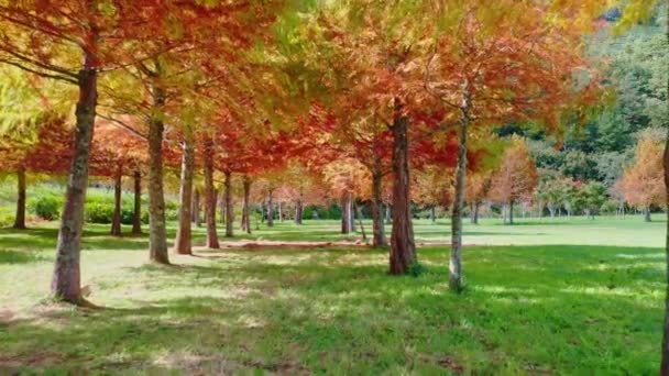 色とりどりの葉と青空を背景に台湾 台中の初秋の季節に針葉樹の松林を飛ぶ空中ドローン — ストック動画