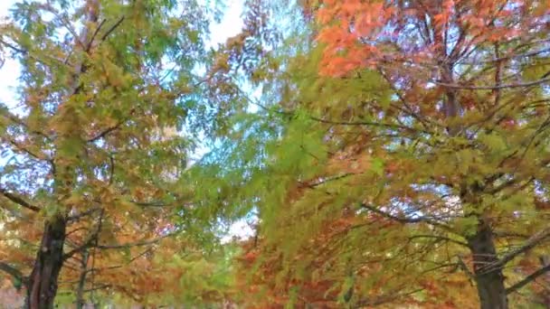 色とりどりの葉と青空を背景に台湾 台中の初秋の季節に針葉樹の松林を飛ぶ空中ドローン — ストック動画