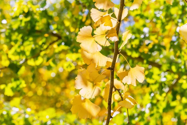Conceito de design - Belo ginkgo amarelo, folha de árvore de gingko biloba na temporada de outono em dia ensolarado com luz solar, close up, bokeh, fundo embaçado . — Fotografia de Stock