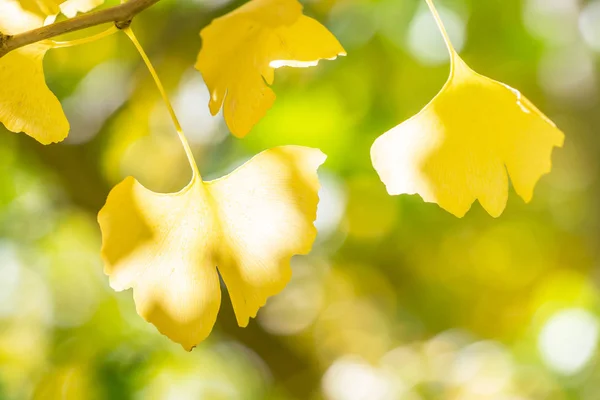 Designkonzept - schöner gelber Ginkgo, Ginkgo Bilobabaum Blatt im Herbst bei sonnigem Tag mit Sonnenlicht, Nahaufnahme, Bokeh, verschwommener Hintergrund. — Stockfoto