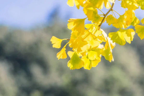 Design concept - Beautiful yellow ginkgo, gingko biloba tree leaf in autumn season in sunny day with sunlight, close up, bokeh, blurry background. — Stock Photo, Image