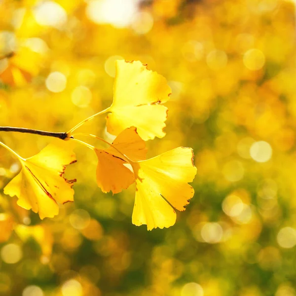 Designkonzept - schöner gelber Ginkgo, Ginkgo Bilobabaum Blatt im Herbst bei sonnigem Tag mit Sonnenlicht, Nahaufnahme, Bokeh, verschwommener Hintergrund. — Stockfoto