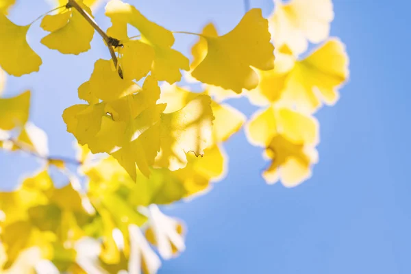 Designkonzept - schöner gelber Ginkgo, Ginkgo Bilobabaum Blatt im Herbst bei sonnigem Tag mit Sonnenlicht, Nahaufnahme, Bokeh, verschwommener Hintergrund. — Stockfoto