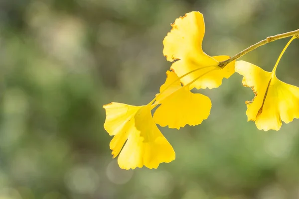 Концепция дизайна - Красивый желтый гинкго, листья гинкко билоба в осенний сезон в солнечный день с солнечным светом, крупным планом, боке, размытый фон . — стоковое фото