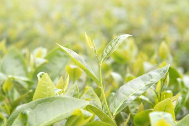 Güneş parlama güneş ışığı ile sabah güzel yeşil çay kırpma yaprağı, ağaç bitki tasarım konsepti taze filiz, yakın, makro.
