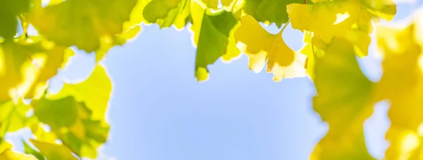 Conceito de design - Belo ginkgo amarelo, folha de árvore de gingko biloba na temporada de outono em dia ensolarado com luz solar, close up, bokeh, fundo embaçado . — Fotografia de Stock
