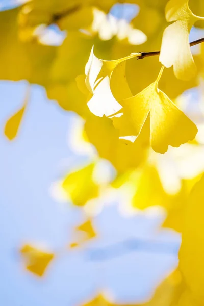 Concept design - Beau ginkgo jaune, feuille d'arbre de gingko biloba en automne par temps ensoleillé avec lumière du soleil, gros plan, bokeh, fond flou . — Photo