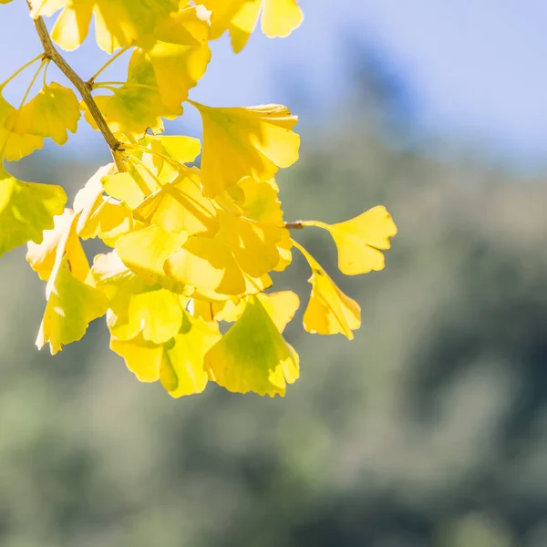 Designkonzept - schöner gelber Ginkgo, Ginkgo Bilobabaum Blatt im Herbst bei sonnigem Tag mit Sonnenlicht, Nahaufnahme, Bokeh, verschwommener Hintergrund. — Stockfoto