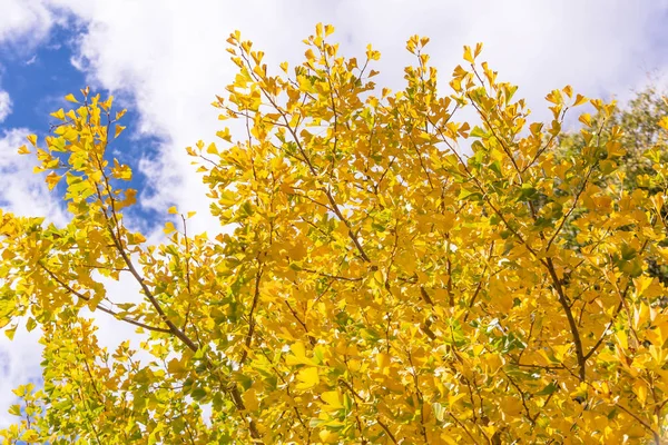 Belo ginkgo amarelo, floresta de árvore de gingko biloba na temporada de outono em dia ensolarado com luz solar e céu azul, nuvem branca, estilo de vida . — Fotografia de Stock