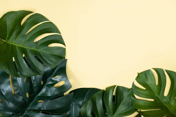 Bela Palmeira Tropical Monstera Folhas Ramo Isolado Fundo Amarelo Pastel — Fotografia de Stock