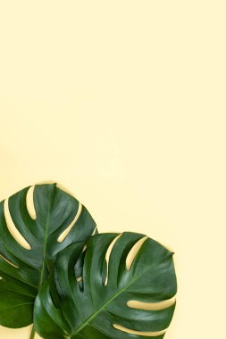 Güzel tropikal palmiye yaprağı dalları pastel sarı arka planda izole, üst manzara, düz uzanma, yaz güzelliğinin üzerinde boş tasarım konsepti.
