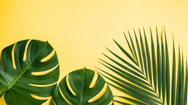 Beautiful tropical palm monstera leaves branch isolated on pastel yellow background, top view, flat lay, overhead above summer beauty blank design concept.