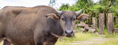 Taoyuan Vadisi 'nde çayır, Caoling Dağı' nın üzerindeki dağ patikasında taş bir merdivende yürüyen güzel bir Tayvan su bufalosu. Wankengtou.