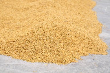 Çiğ pirinç hasadı, güneş ışığıyla bembeyaz pamuk kumaşla kaplanmış. İşlem fabrikasının dışında, parlatma işleminden önce, yakın plan, gerçek hayat, yaşam tarzı..